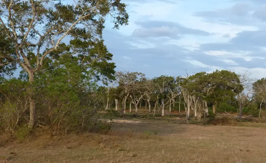 Lunugamvehera-Nationalpark — Okanda (Sri Lanka)