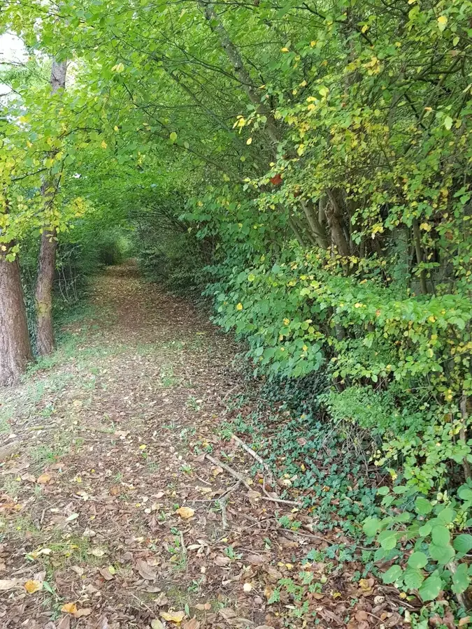 Waldreservat Haardt (Diekirch) — Diekirch (Luxemburg)