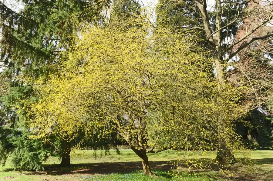 Parc Tony Neuman — Bartringen (Luxemburg)