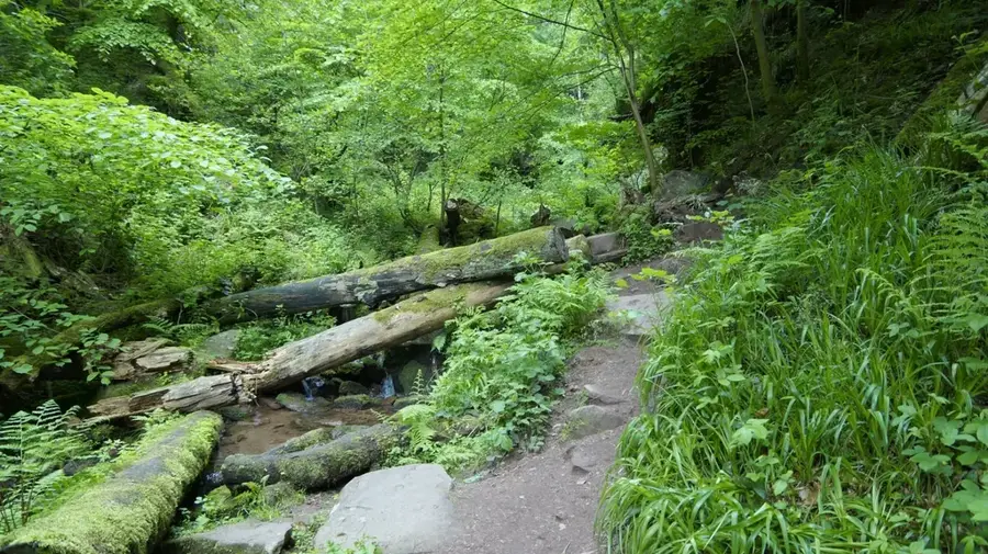 Wolfsschlucht