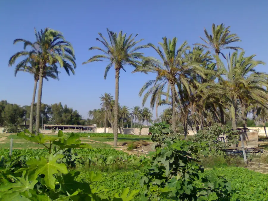 Awjila Old Mosque