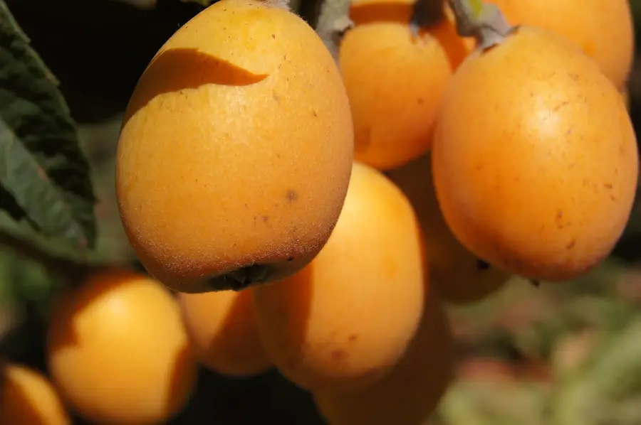 Berkane — Sidi Taibi (Maroc)