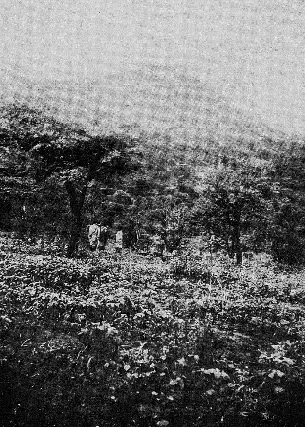 Mabla-Wald — Mangroven von Obock (Dschibuti)