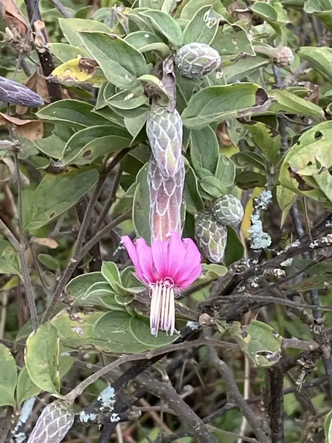 Macará — Catamayo (Ecuador)