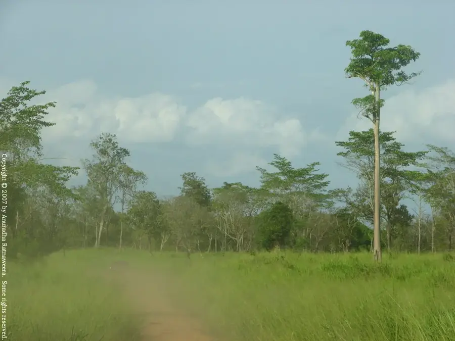 Maduru-Oya-Nationalpark — Trincomalee (Sri Lanka)