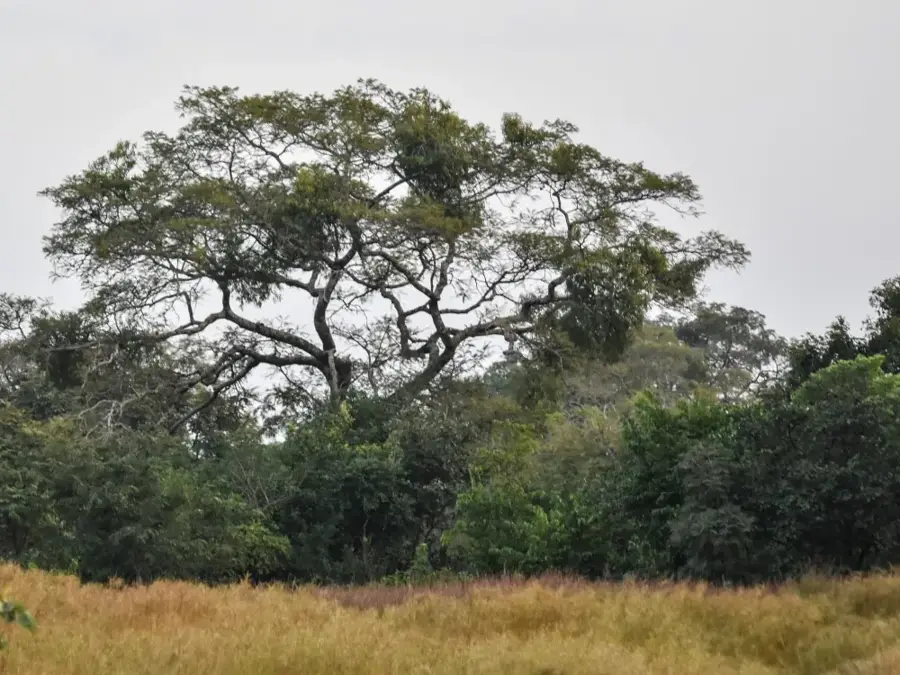 Mafou-Wald