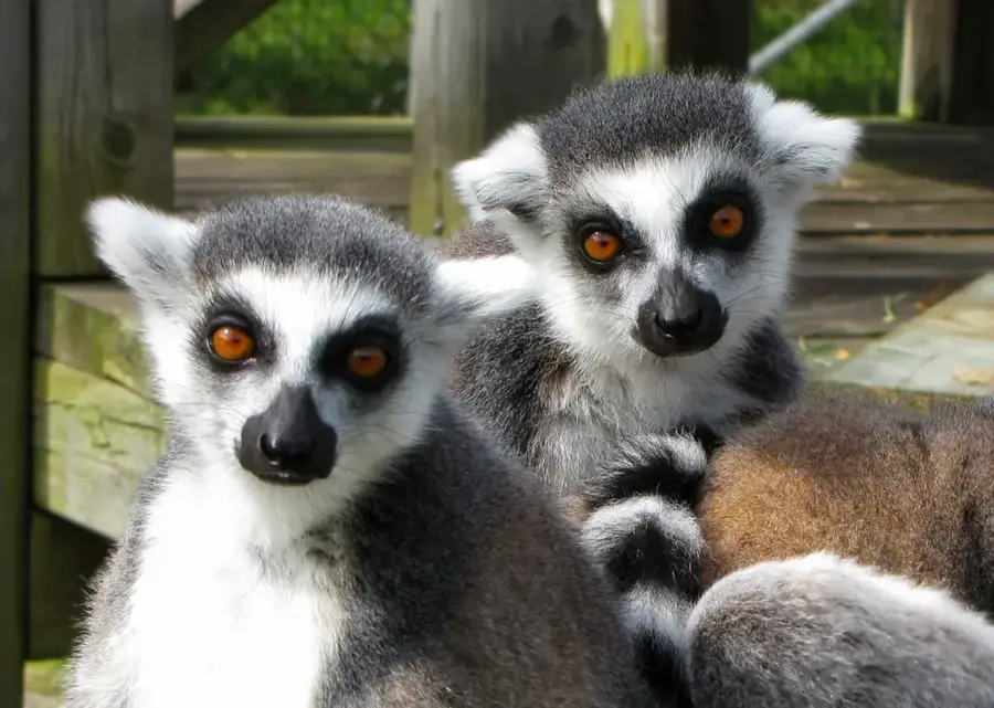Magnetic Hill Zoo — Lorneville (Kanada)