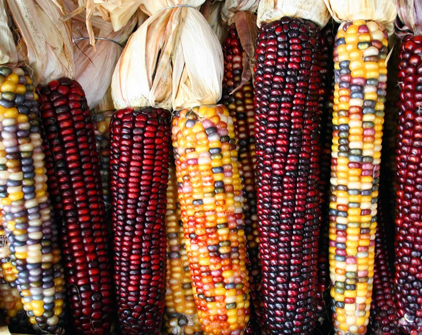 Maisfelder — Luweero (Uganda)
