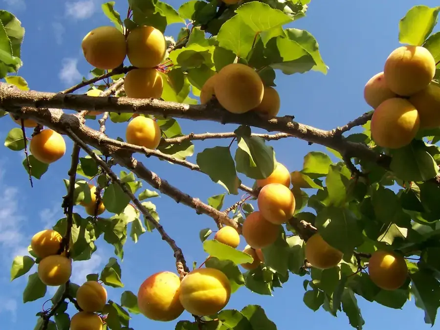 Malatya Apricot Orchards — Nemrut (Mount Nemrut) (Turkey)