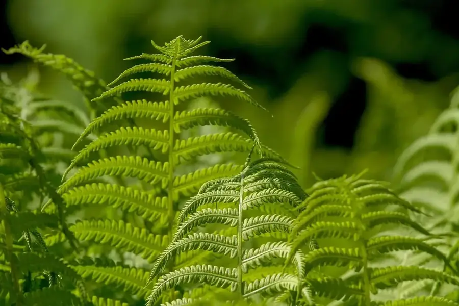 Limbe Leaf Processing Plant — Lilongwe Nature Sanctuary (Malawi)
