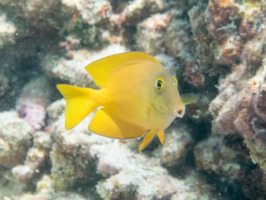 Dhigurah cetcápa-rezervátum