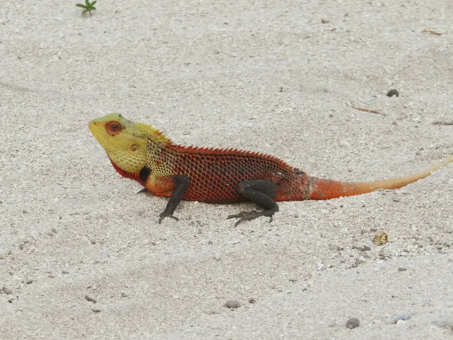 Goidhoo-Feuchtgebiet — Funadhoo (Malediven)
