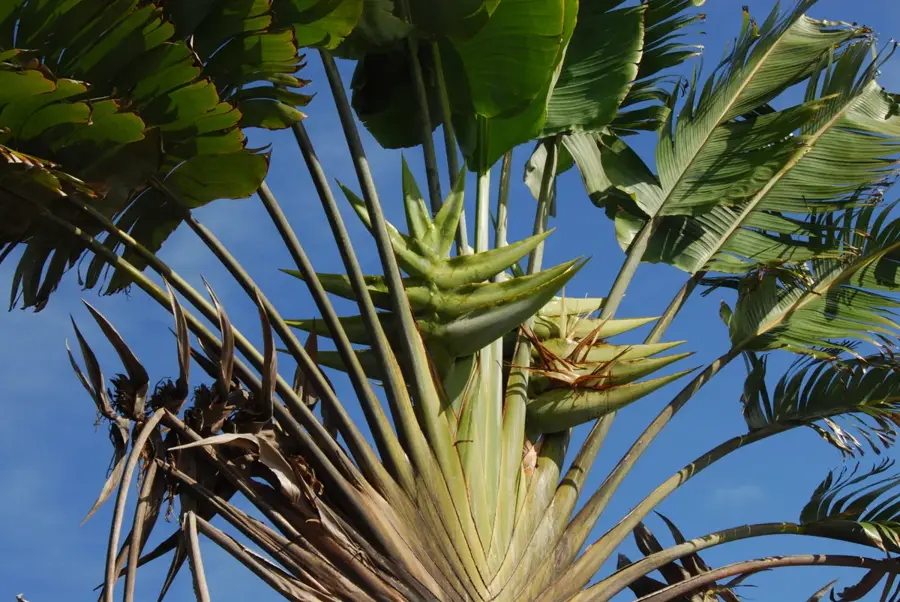 Manakara Kanal — Mananjary (Madagaskar)