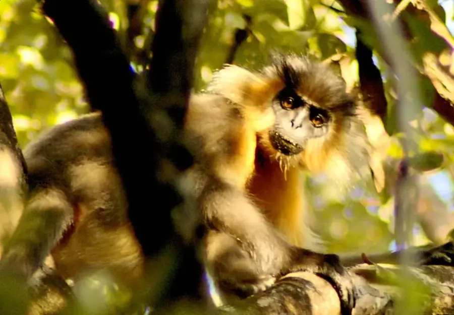 Manas-Nationalpark