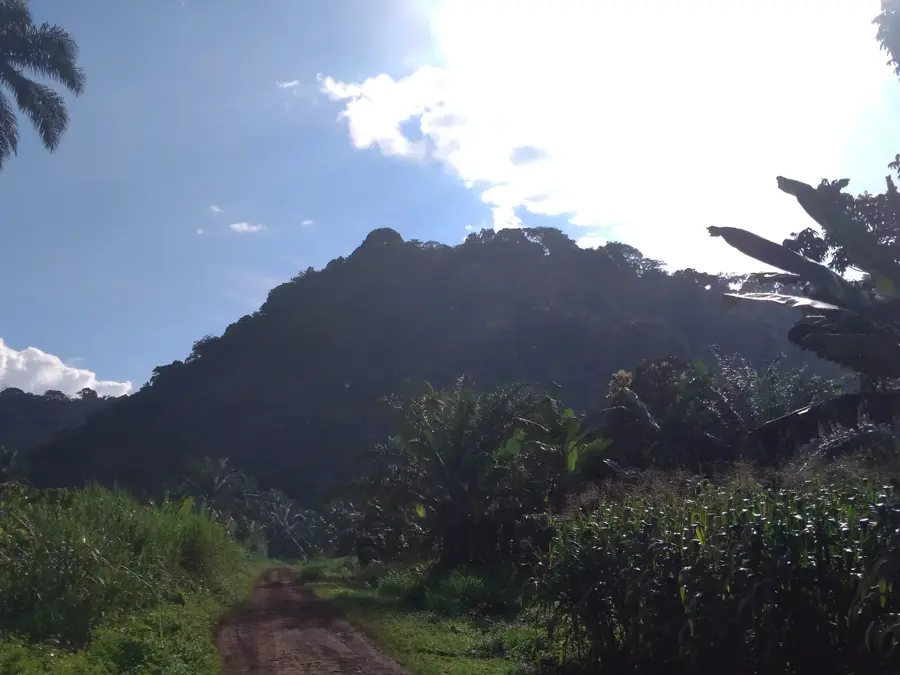 Manengouba Forest — Manjo (Cameroon)