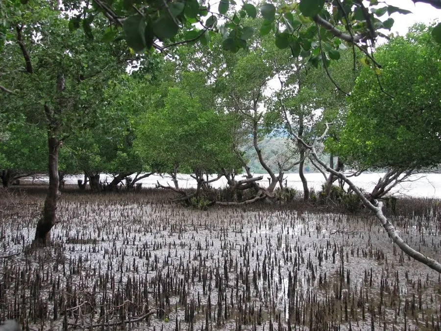 Pădurea de Mangrove