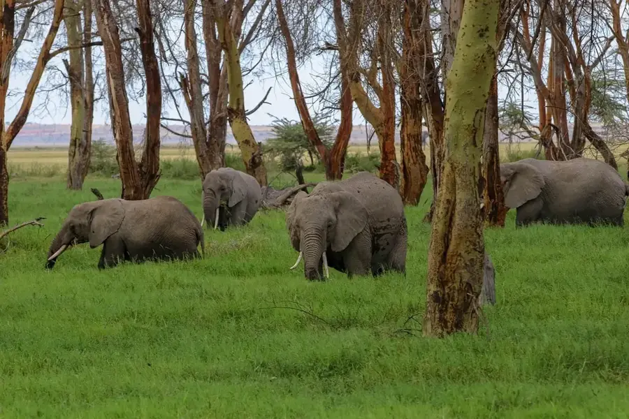 Parcul Național al Mangrovelor — Podul Maréchal (Congo - Kinshasa)