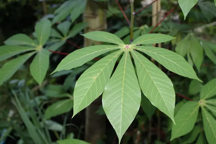Evinayong Cassava Fields