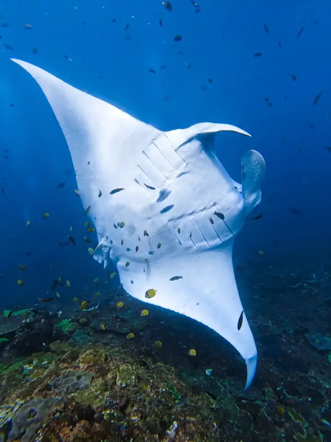 Manta Pont (Lankanfinolhu)