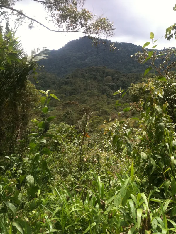 Maquipucuna Cloud Forest — Pichincha (Ecuador)