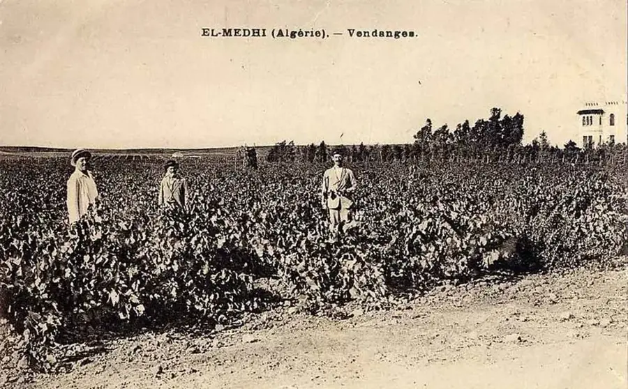 Weinberge von Mascara — Litein (Kenia)