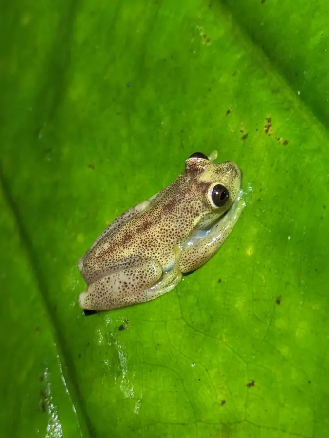 Mashpi Reservat — San Lorenzo (Ecuador)