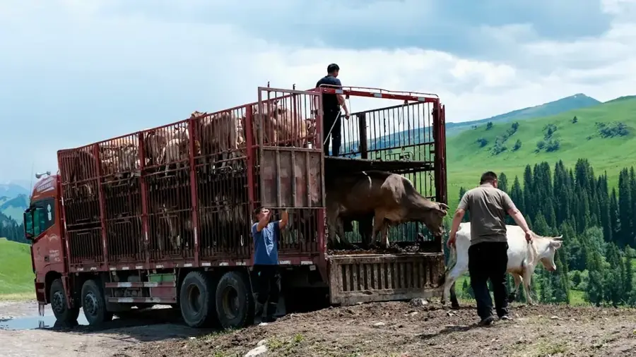 Logistica animalelor Massakory — Bokoro (Ciad)