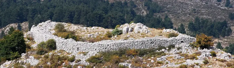 Olivenhaine der Provence