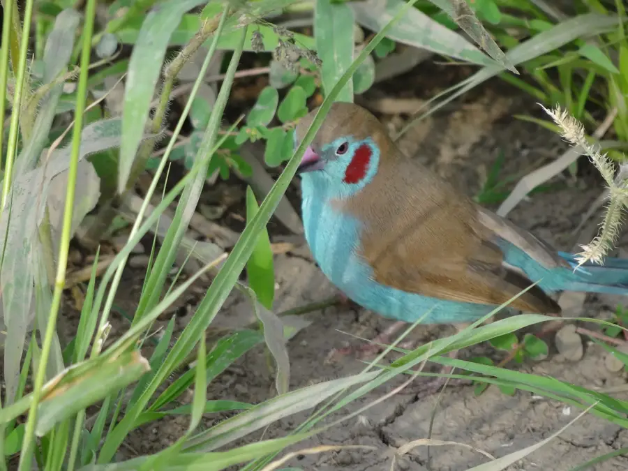 Meki — Robe (Etiopia)