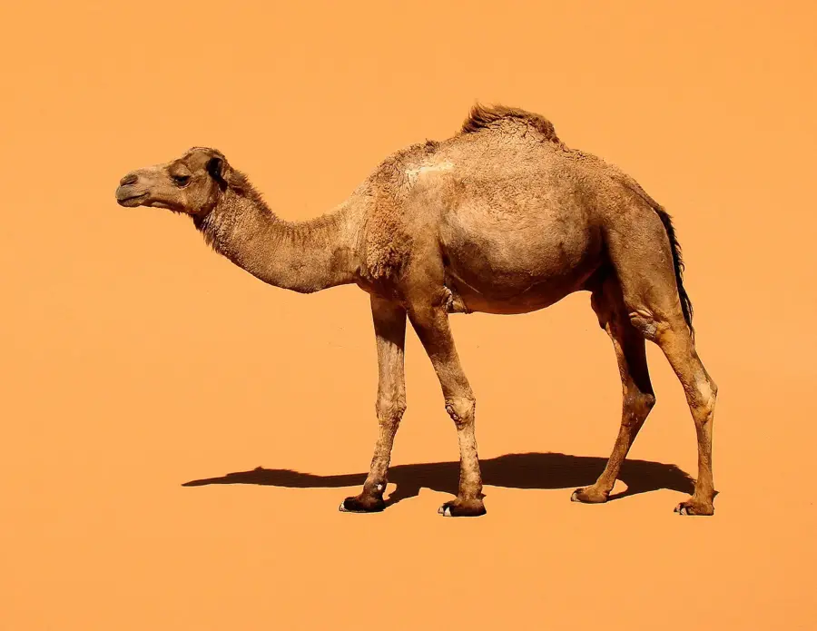 Dunele din Merzouga — Mirleft (Maroc)