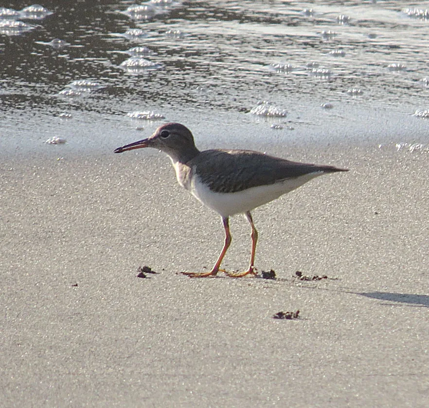 Bocana Copalita