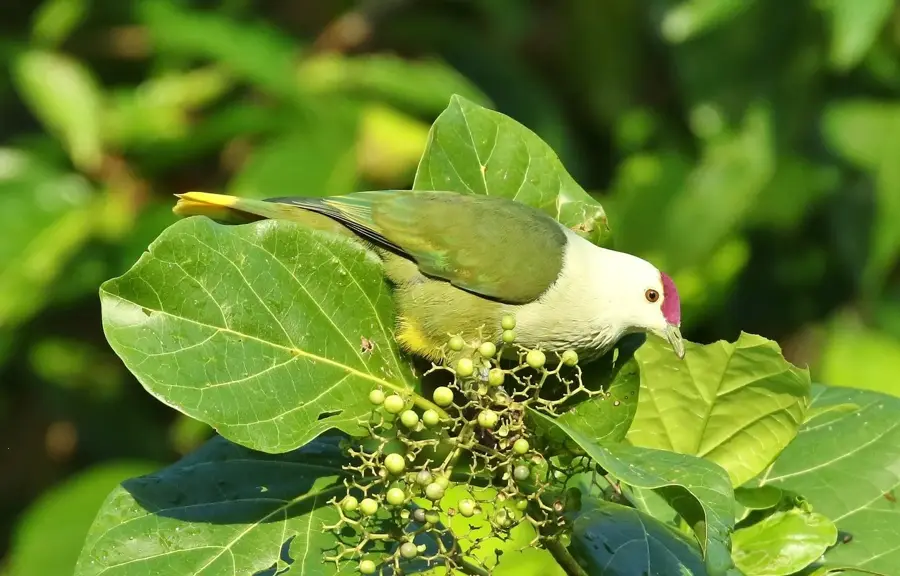 Kosrae Mangrove Forest — Lelu (Micronesia)