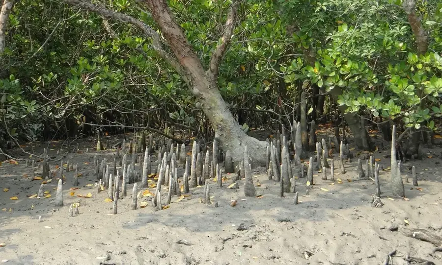 Kosrae Mangrove Reserve — Lelu (Micronesia)