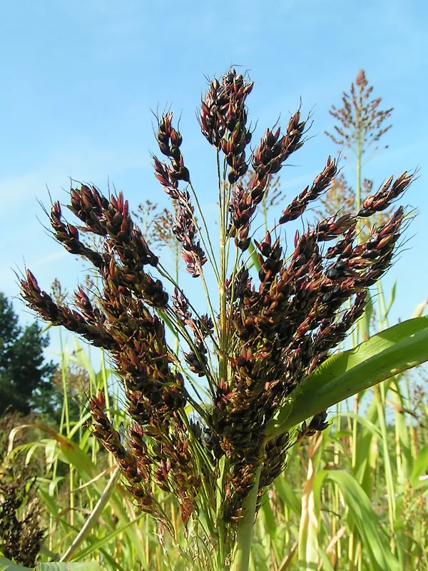 Milo — Niani (Guinea)
