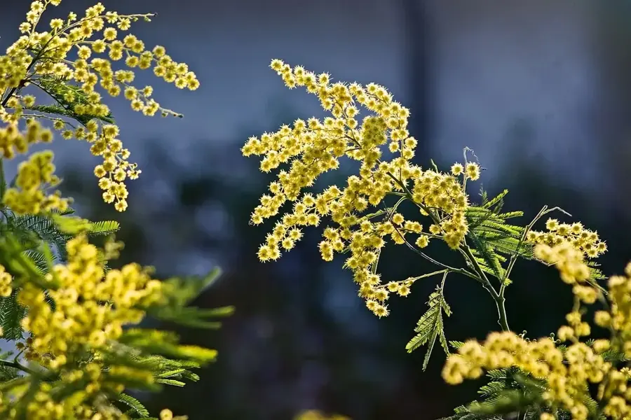 Mimosa Platinmine — Shurugwi (Simbabwe)