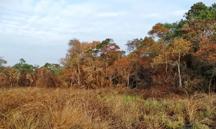 Minziro-Wald — Kyotera (Uganda)