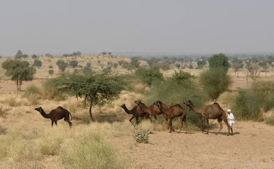 Gobi Camel Breeding — Dalanzadgad (Mongolia)
