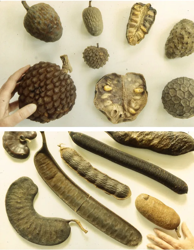 Moa-folyó elefánt-folyosó