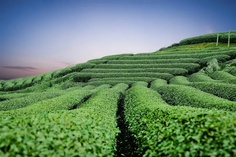 Plantațiile de ceai din Mộc Châu — Moc Chau (Vietnam)