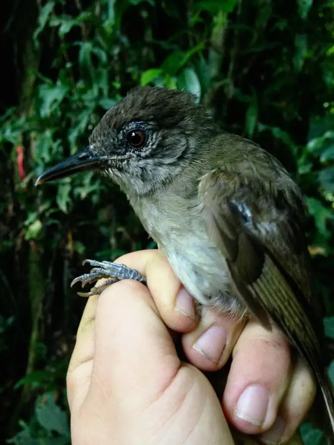 Moka Plateau — Lago de Biao (Equatorial Guinea)