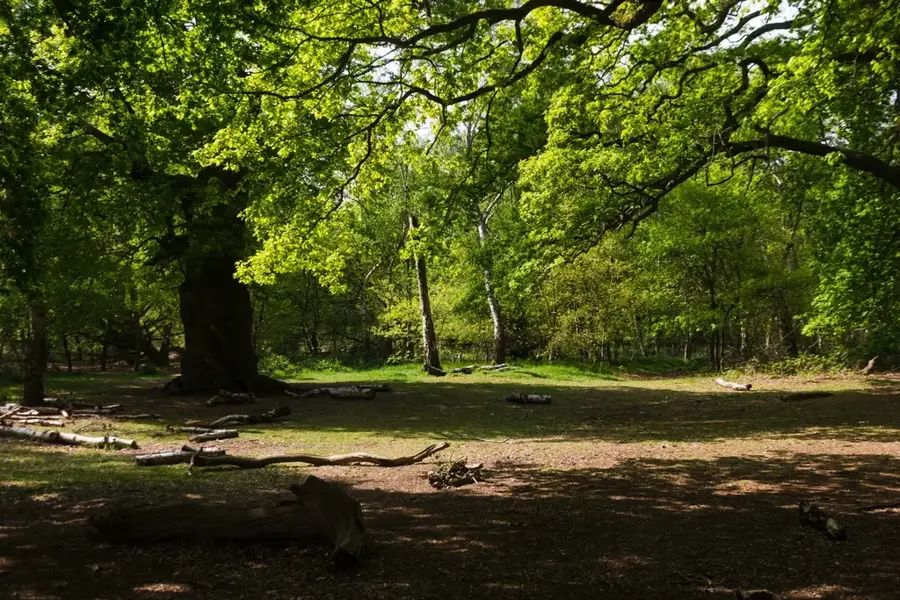 Royal Forest Reserve — Middle Prut Plain (Moldova)