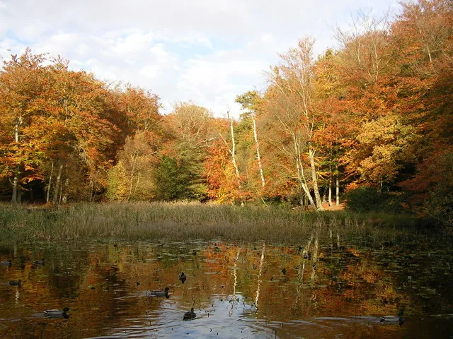 Reservat Plaiul Fagului — Cornești (Moldau)