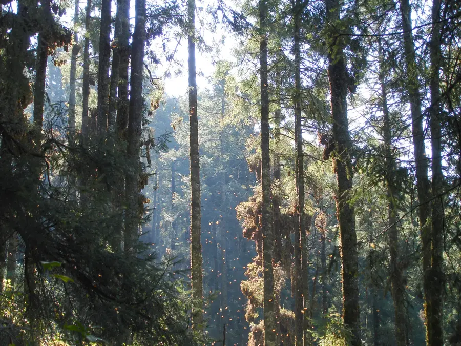 Mariposa-Monarca-Reservat — Ixtapa (Mexiko)
