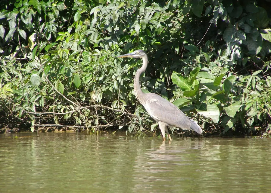 Fauna de pe Monkey River