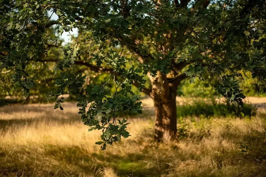 Pădurea de stejar Čičevo — Vârful Lise (Muntenegru)