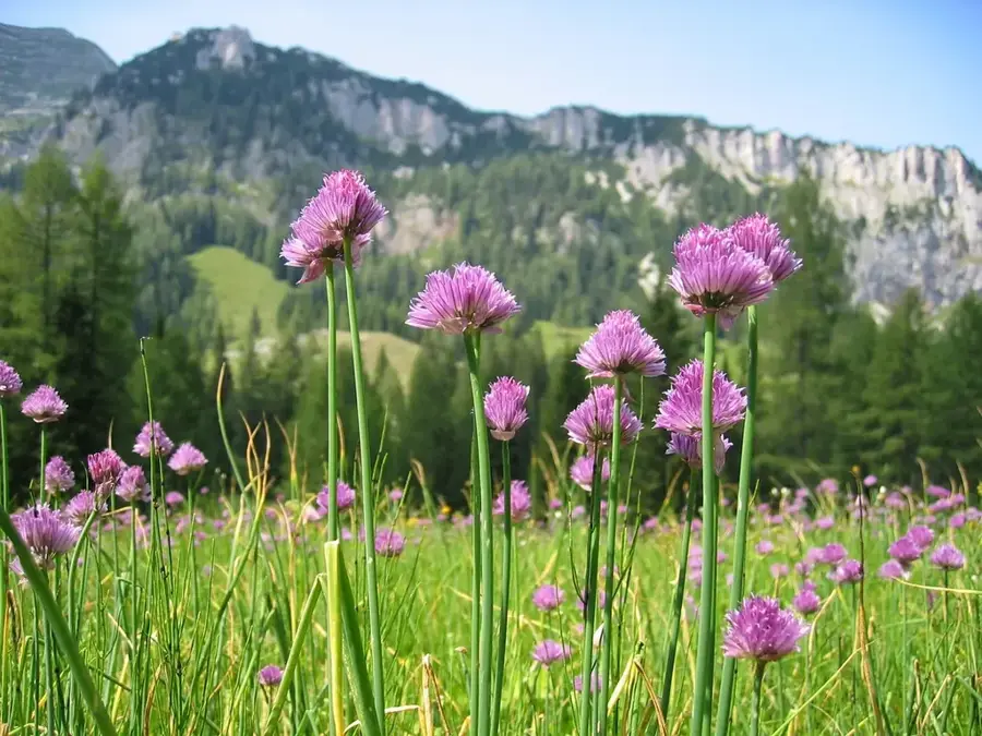 Flora alpină Durmitor