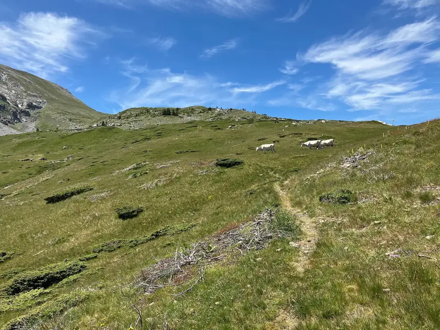 Flora pășunilor alpine Komovi — Lacul Plav (Muntenegru)