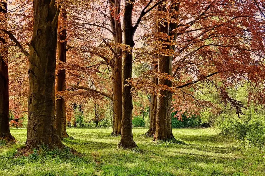 Pădurea-parc Ljubović