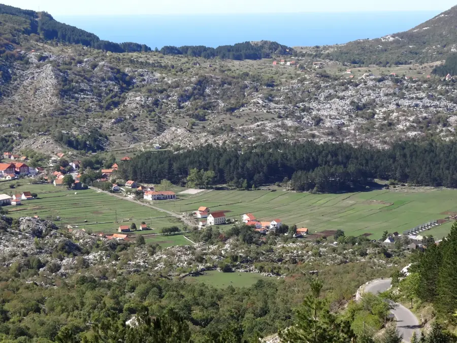 Njeguši