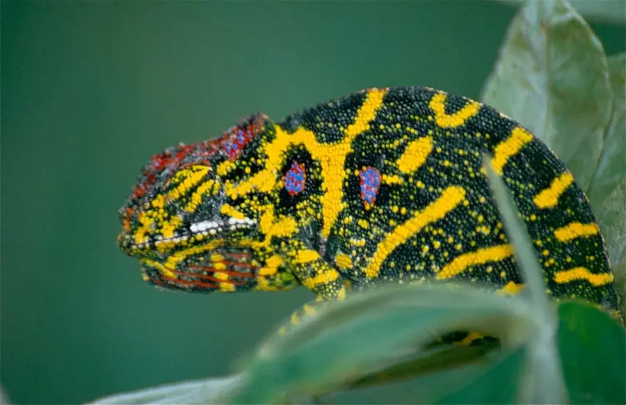 Moramanga — Mahambo (Madagaskar)